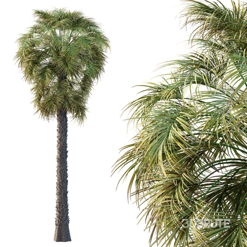 Washingtonia Robusta Palm Tree 03 Image 3