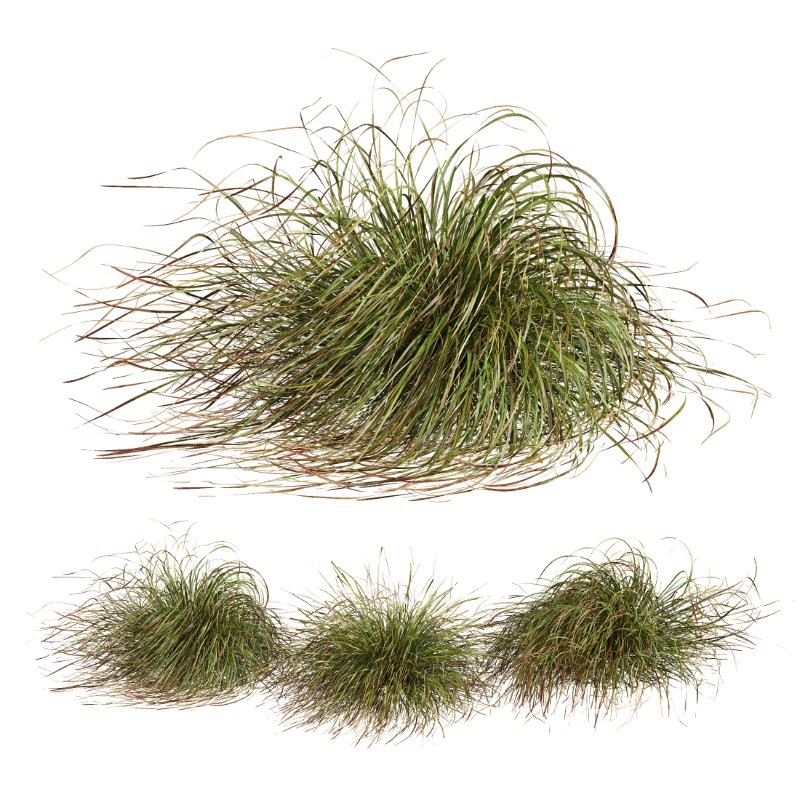 ntal grasses. These tufted, wind-swept grasses are modeled with exceptional care to capture their signature arching blades, airy volume, and subtle color variation ranging from warm yellow-greens to earthy bronze tones. Image 8