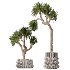 AV Indoor Plants Set 416 Olive tree and Areca Palm and Yucca Elephantipes and Ravenala Banana - Thumbnail 3