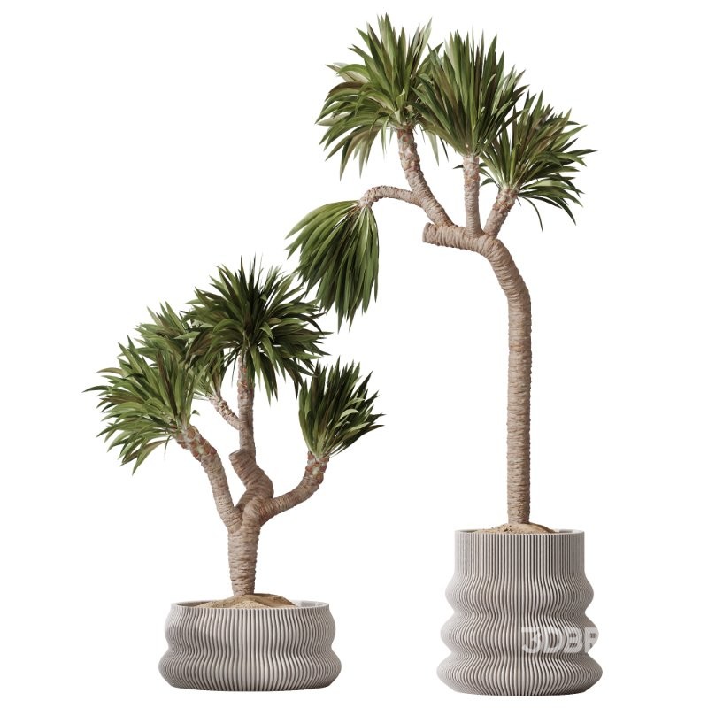 AV Indoor Plants Set 416 Olive tree and Areca Palm and Yucca Elephantipes and Ravenala Banana Image 3