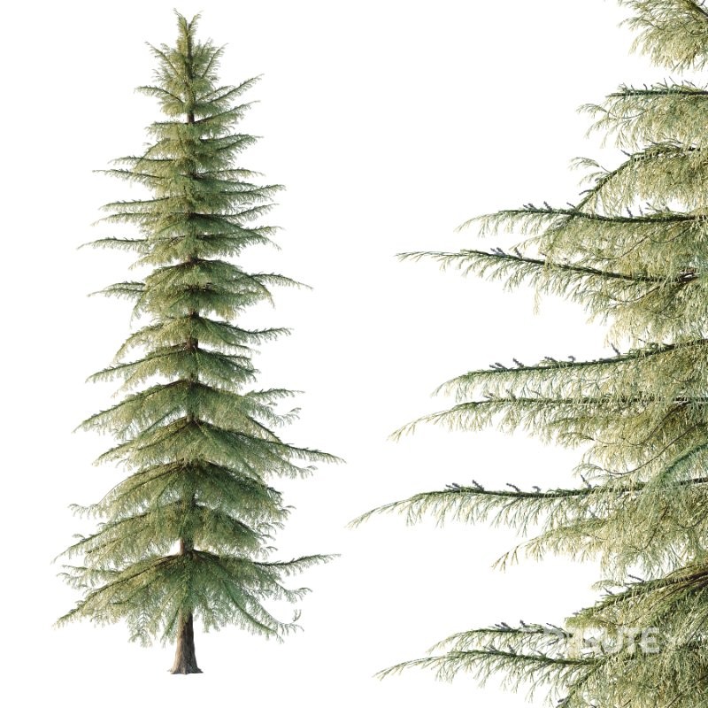 Alaska Cedar Tree 02 Image 4