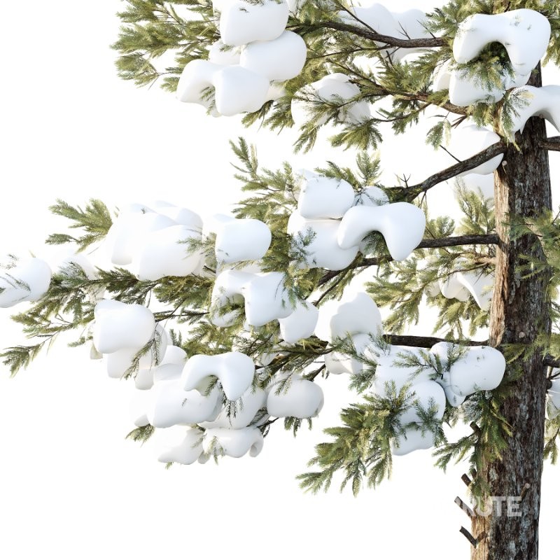 Douglas Fir Winter Tree 01 Image 2