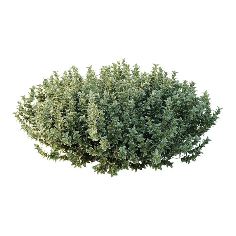 Diffrent Bush 02 Pinus Mugo Frutices Fortescue Euonymus Image 3