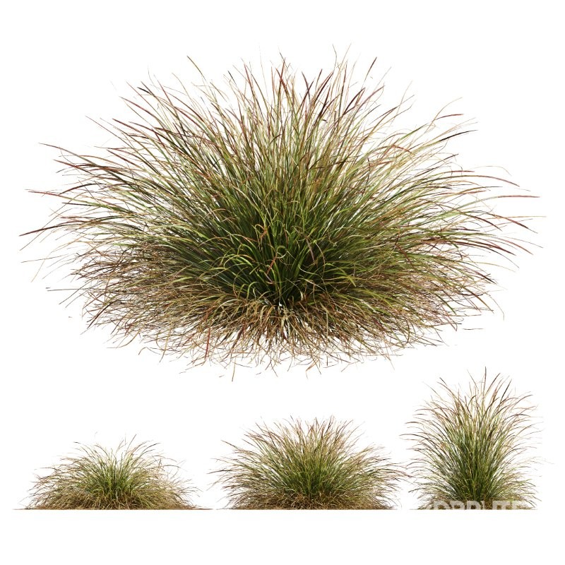 ntal grass set. Featuring the iconic Calamagrostis Acutiflora ‘Karl Foerster’—known for its tall, upright plumes—and the soft, arching forms of Stipa Arundinacea (Anemanthele Lessoniana), this collection captures the subtle beauty and dynamic movement of real-world meadow vegetation. Image 8