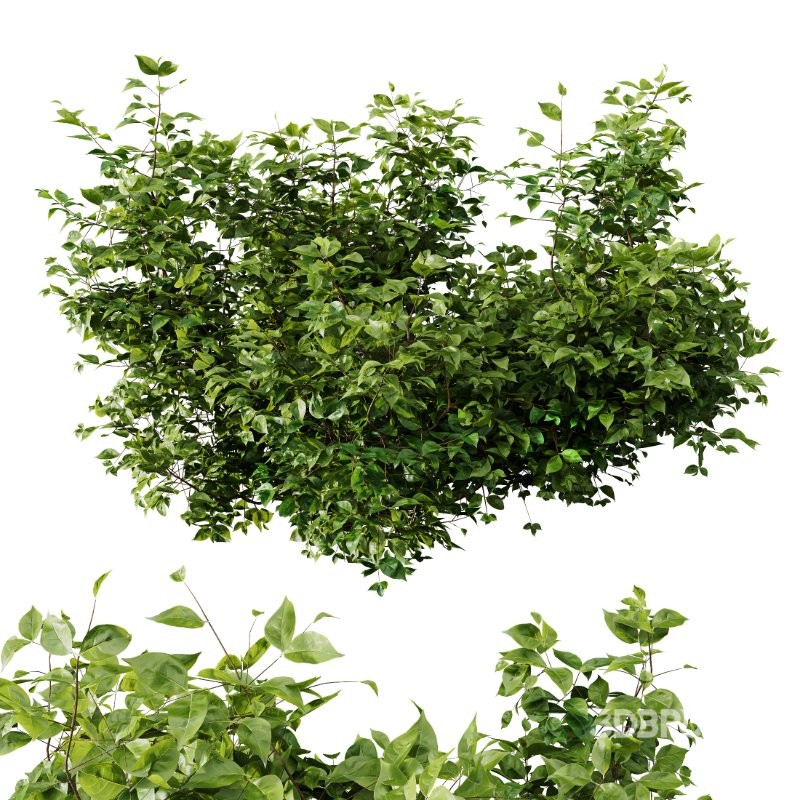 AV Spring bushes Myrtle White Flower and Cotinus coggygria Image 1