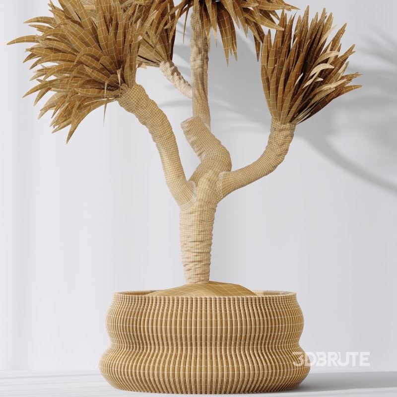 AV Indoor Plants Set 416 Olive tree and Areca Palm and Yucca Elephantipes and Ravenala Banana Image 8