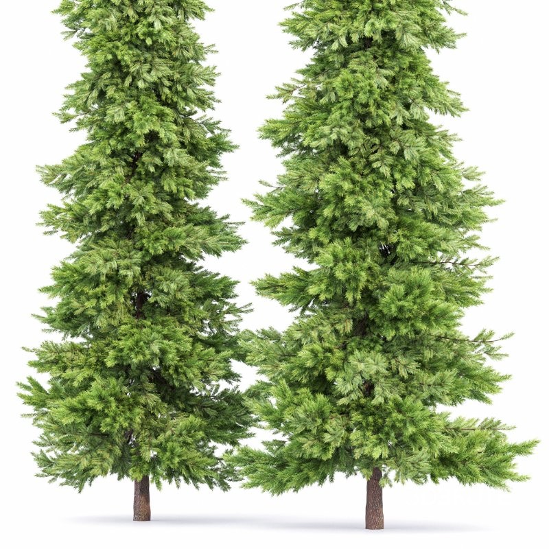 AV Spruce and Mediterranean Cypress 3Trees Image 5