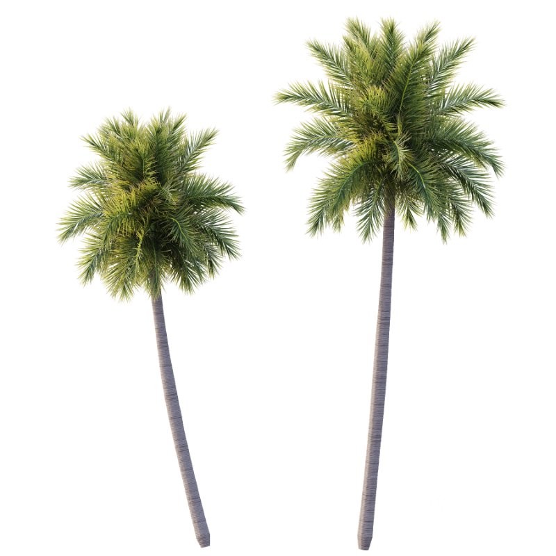 Roystonea Regia Tree 09 Image 1