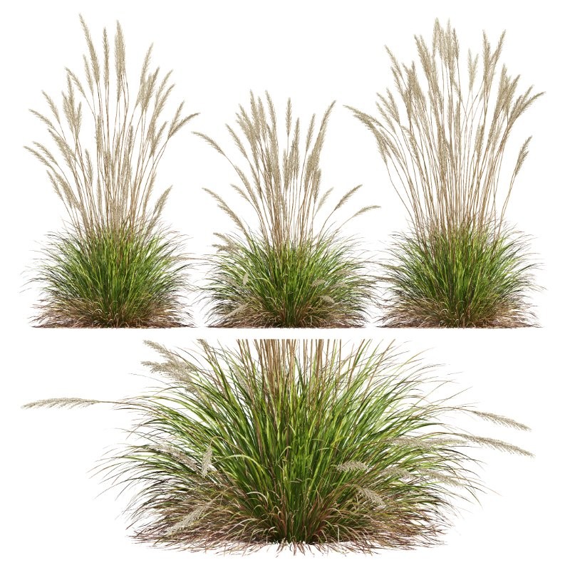ntal grass set. Featuring the iconic Calamagrostis Acutiflora ‘Karl Foerster’—known for its tall, upright plumes—and the soft, arching forms of Stipa Arundinacea (Anemanthele Lessoniana), this collection captures the subtle beauty and dynamic movement of real-world meadow vegetation. Image 3
