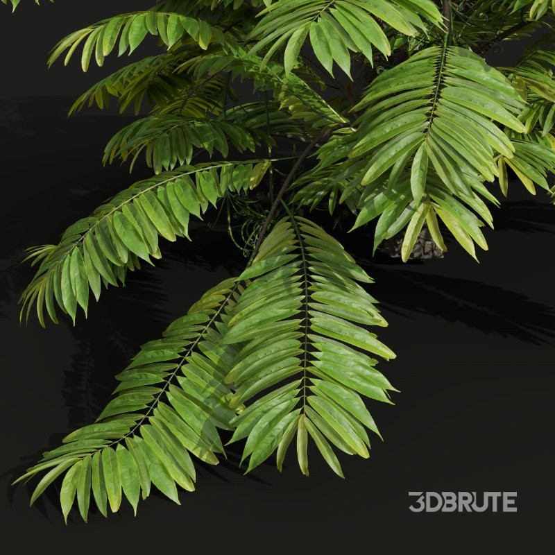 AV Angiopteris Fokiensis Fern Forest and Rhapis Excelsa Image 8