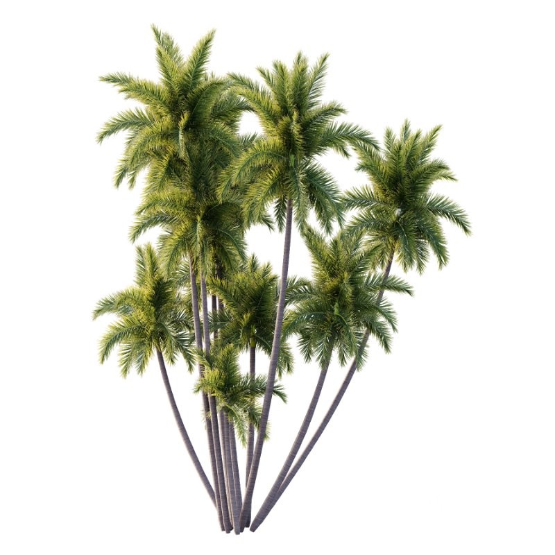 Roystonea Regia Tree 08 Image 1