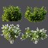 AV Spring bushes Myrtle White Flower and Cotinus coggygria - Thumbnail 7