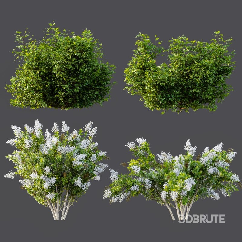 AV Spring bushes Myrtle White Flower and Cotinus coggygria Image 7