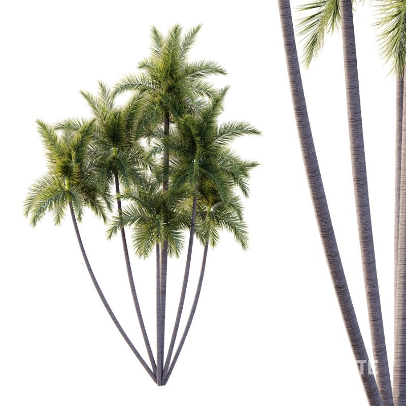 Roystonea Regia Tree 10 Image 1