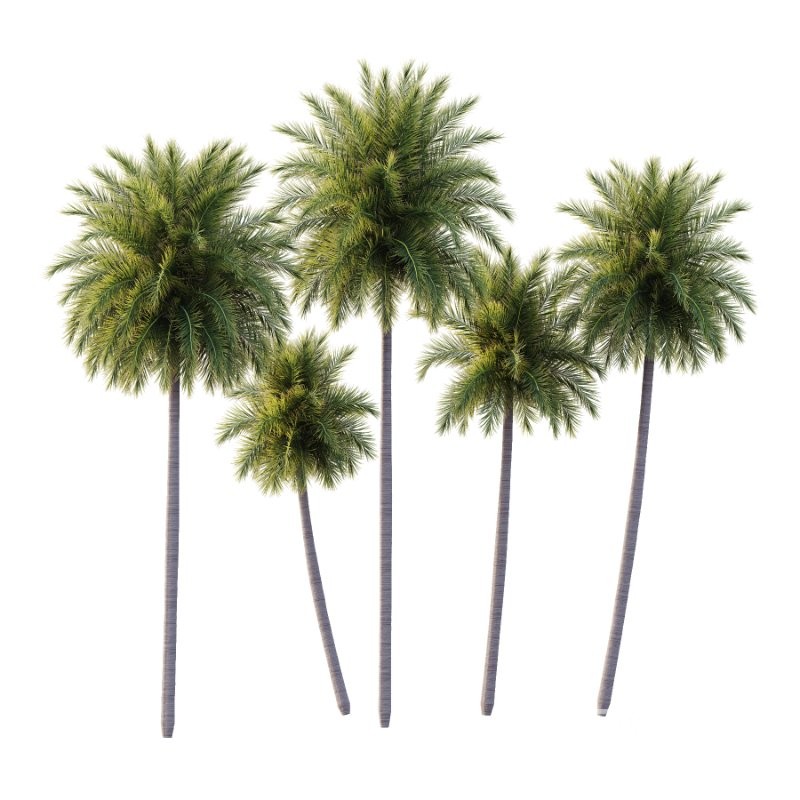 Roystonea Regia Tree 09 Image 4