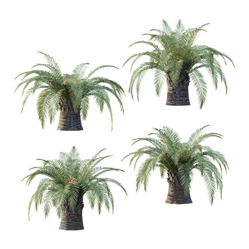 Sago Palm Tree 01 Image 1