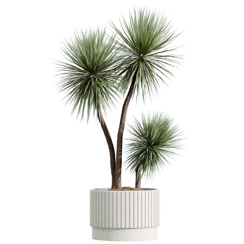 AV Indoor Plants Set 424 Yucca Palm and Elegant Monstera and Olive Tree and Euphorbia Drupifera Image 5