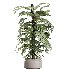 AV Indoor Plants Set 424 Yucca Palm and Elegant Monstera and Olive Tree and Euphorbia Drupifera - Thumbnail 2