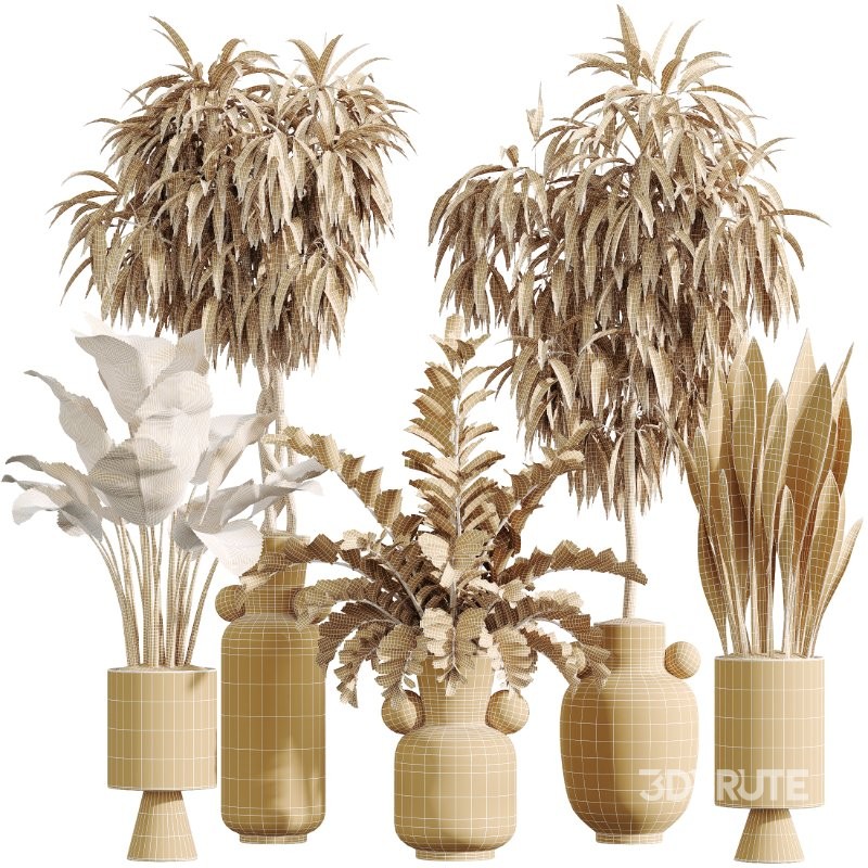 AV Indoor Plants Set 422 Ficus Binnendijkii and Zamiifolia and Green Sansevieria and ParadiseBird Image 6