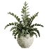 AV Indoor Plants Set 417 Olive Tree and Ficus microcarpa and Zamioculcas Zamiifolia and Ficus Marginata - Thumbnail 2