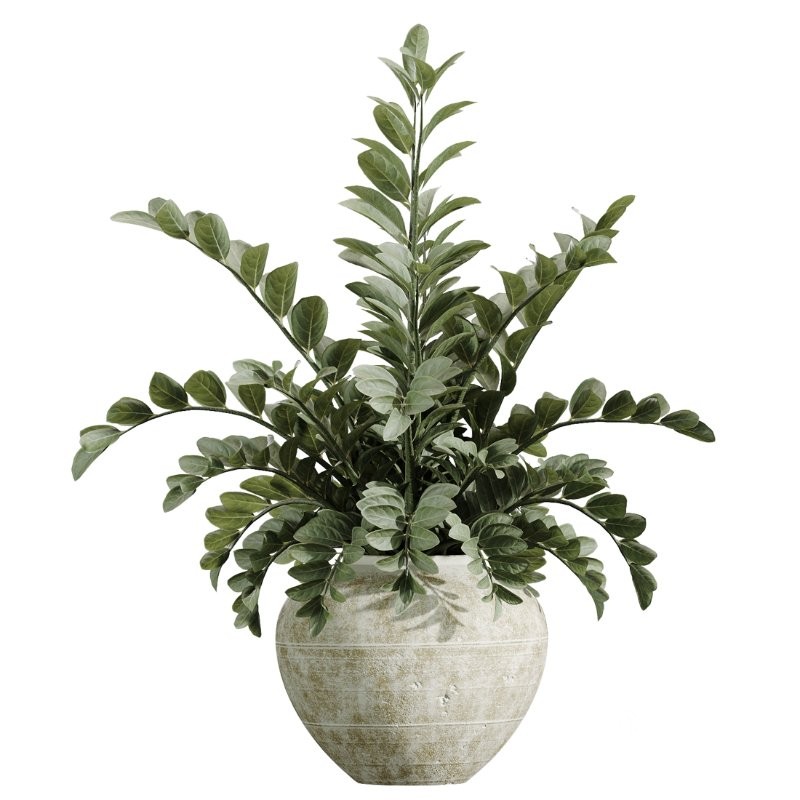 AV Indoor Plants Set 417 Olive Tree and Ficus microcarpa and Zamioculcas Zamiifolia and Ficus Marginata Image 2