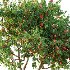 AV fruit trees Amygdalus Persica Peach and Orange tree - Thumbnail 6