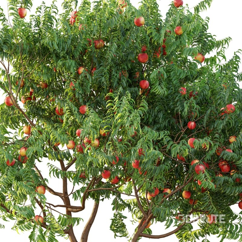 AV fruit trees Amygdalus Persica Peach and Orange tree Image 6