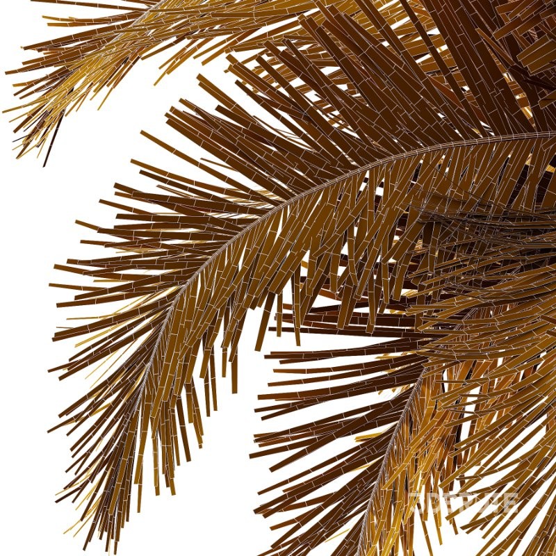 Roystonea Regia Tree 08 Image 4