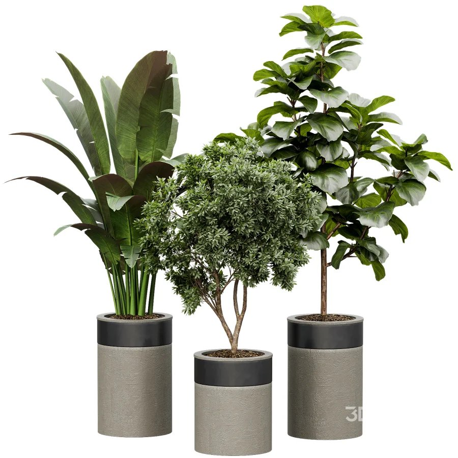 Indoor Plant 30 Image 2