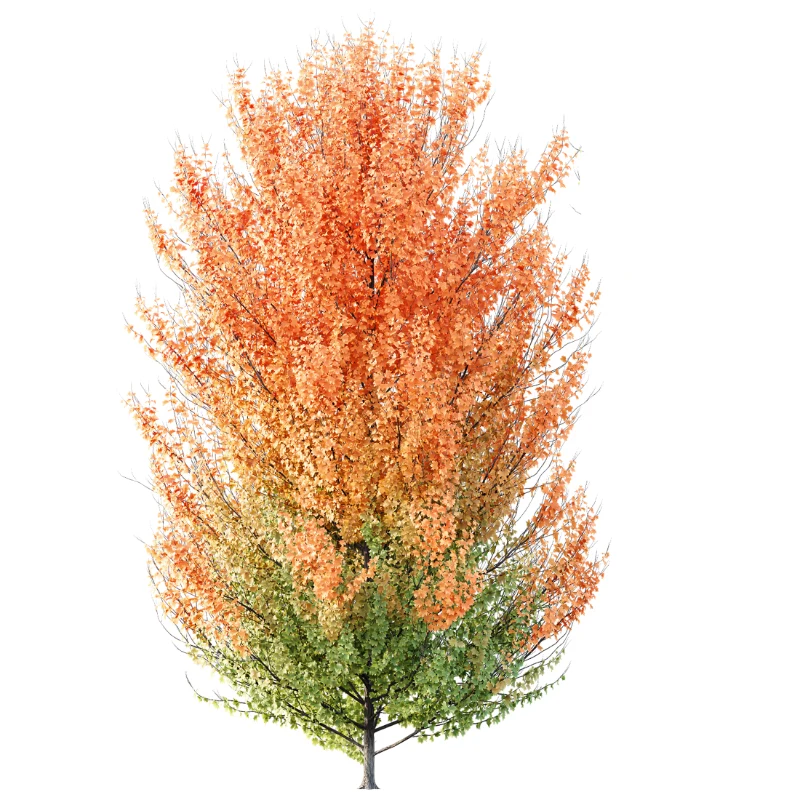 AV Acer X freemanii Freeman Maple Sapindaceae Image 2