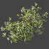 AV Plant Bush Bilberry Vaccinium Myrtillus Fruit - Thumbnail 3