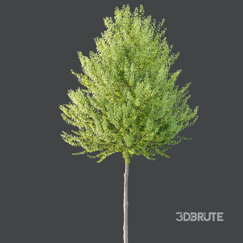 AV Acer X freemanii Freeman Maple Sapindaceae Autumn Blaze Image 4