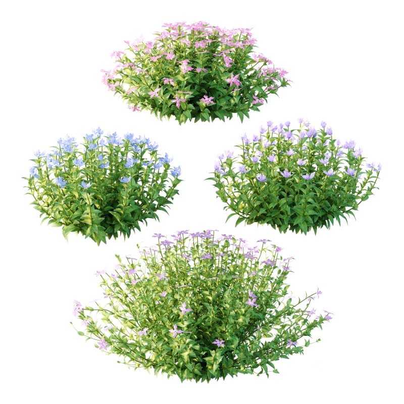 Vinca Minor Plant 02 Image 5