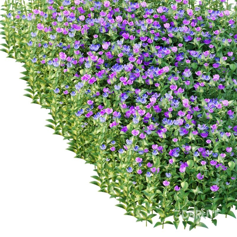 Vinca Minor Plant 03 Image 4