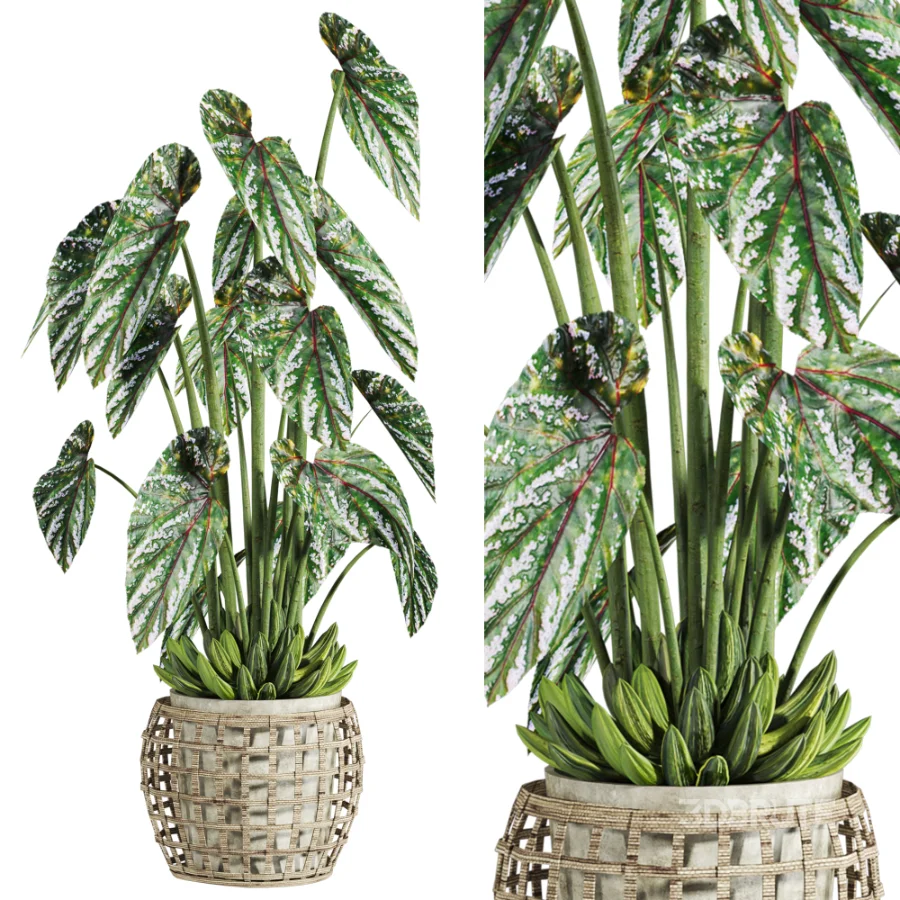 potted plant Image 3