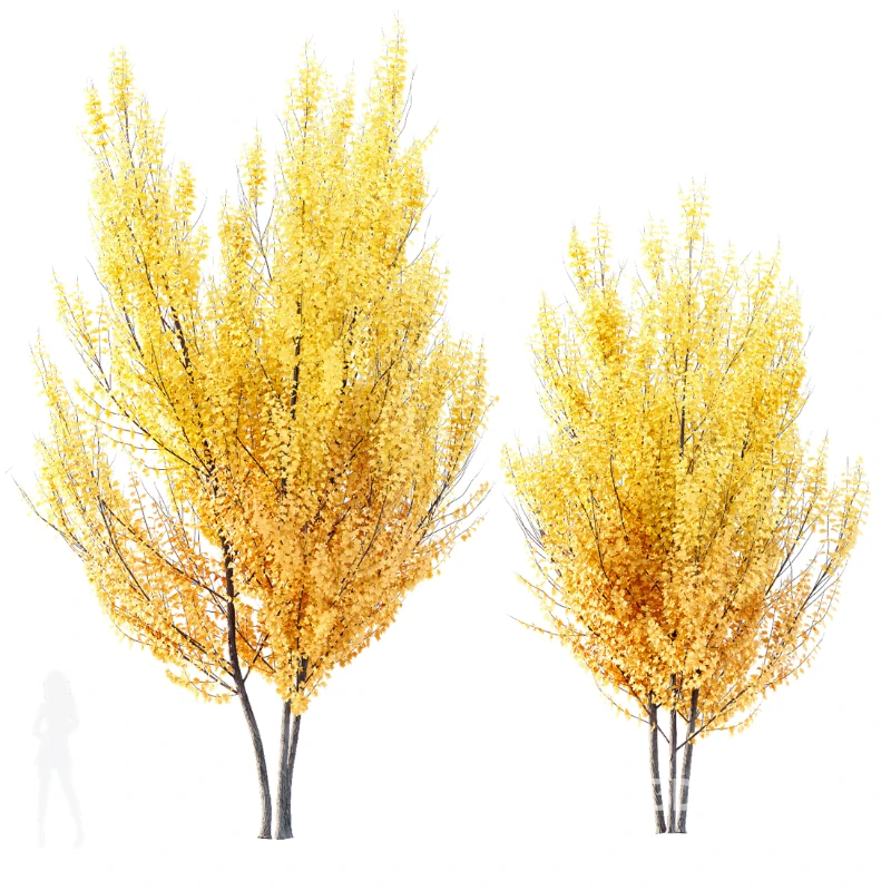 AV Acer X freemanii Freeman Maple Sapindaceae 01 Image 2