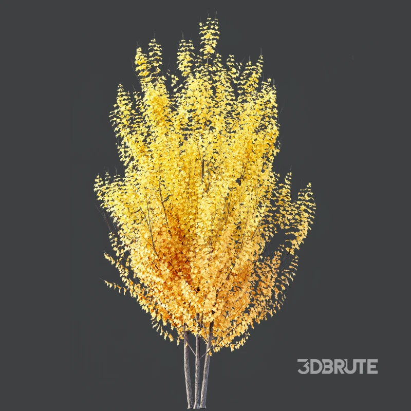 AV Acer X freemanii Freeman Maple Sapindaceae 01 Image 4