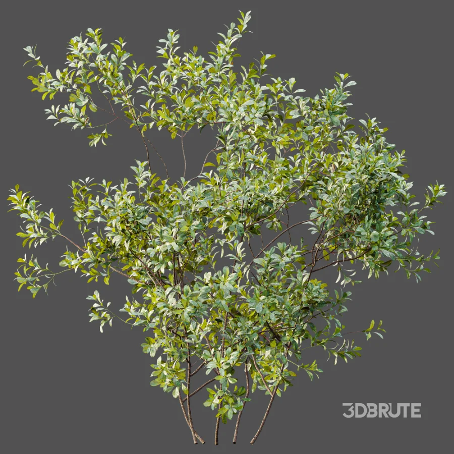 AV Plant Bush Bilberry Vaccinium Myrtillus Image 3