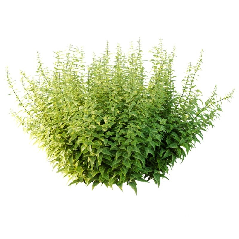 Common Nettle Urtica dioica Plant 03 Image 2