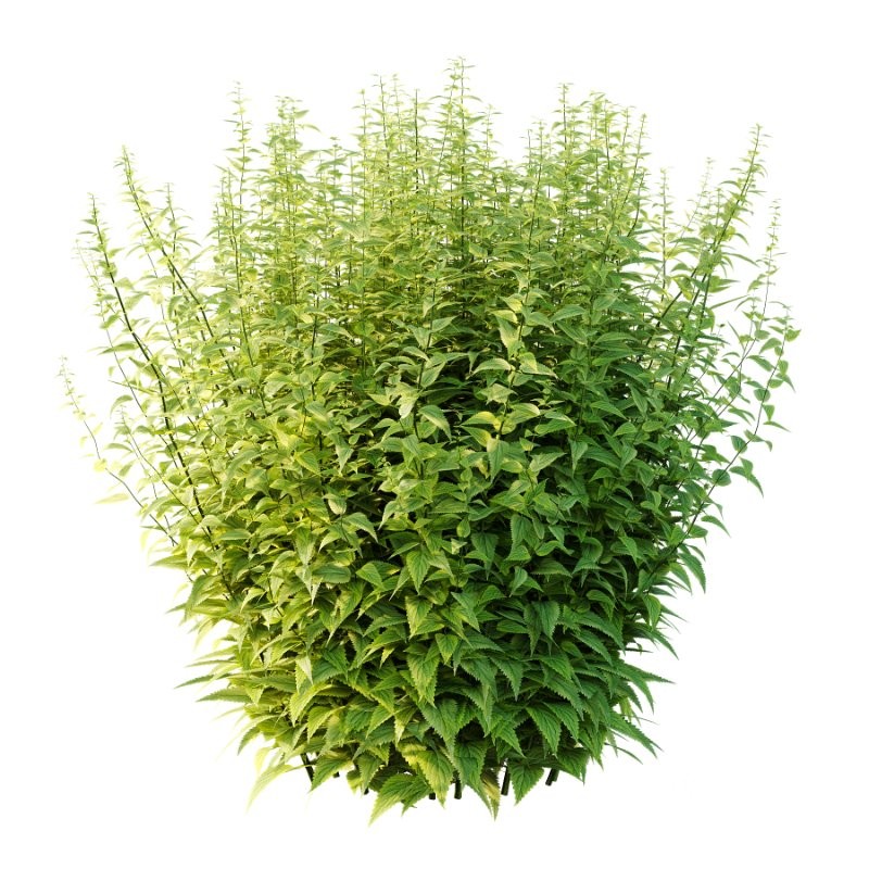 Common Nettle Urtica dioica Plant 04 Image 4