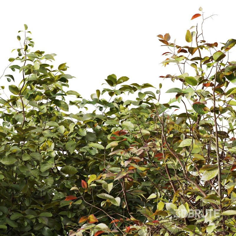 AV Cornus sanguinea and Montra Olive Bush Image 4