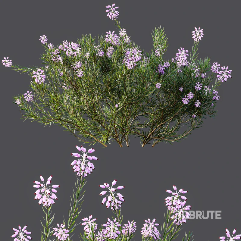 AV Nerium Oleander Laurier Kaner Rose Pink and Wild Erica Multiflora Bruyere Fiche Image 7