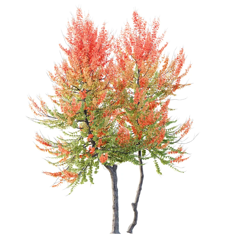 AV Acer X freemanii Freeman Maple Sapindaceae Image 1