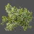 AV Plant Bush Bilberry Vaccinium Myrtillus - Thumbnail 4