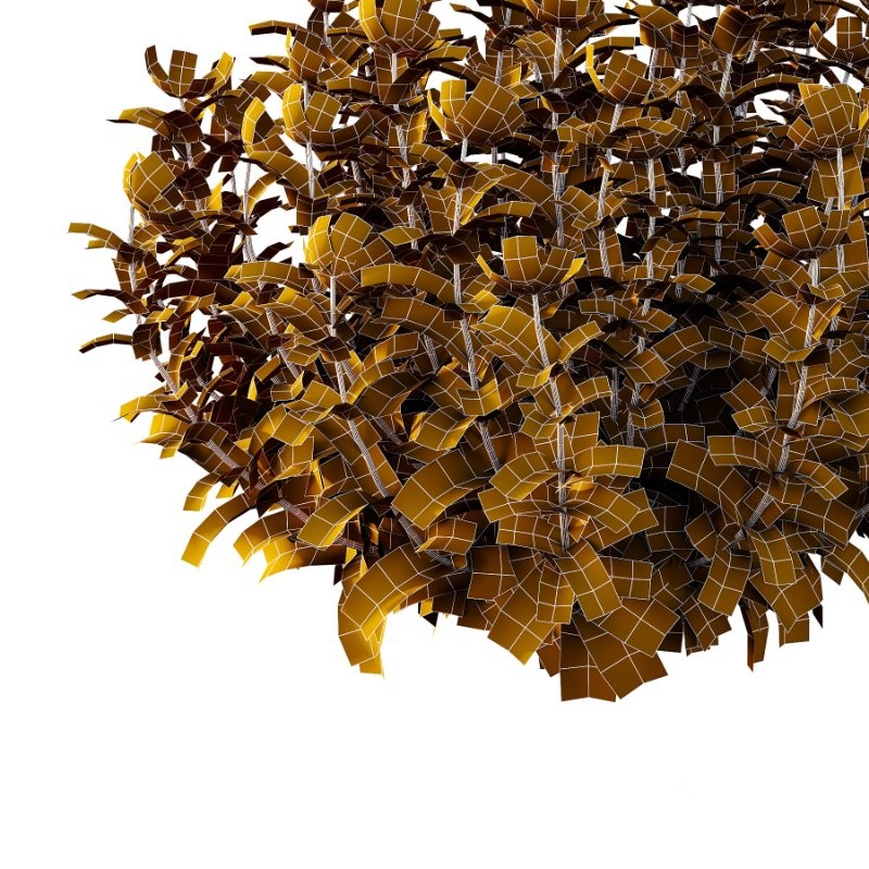 Vinca Minor Plant 02 Image 6