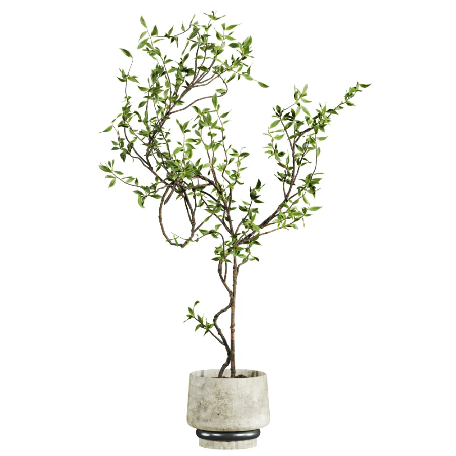 potted tree plant Image 1
