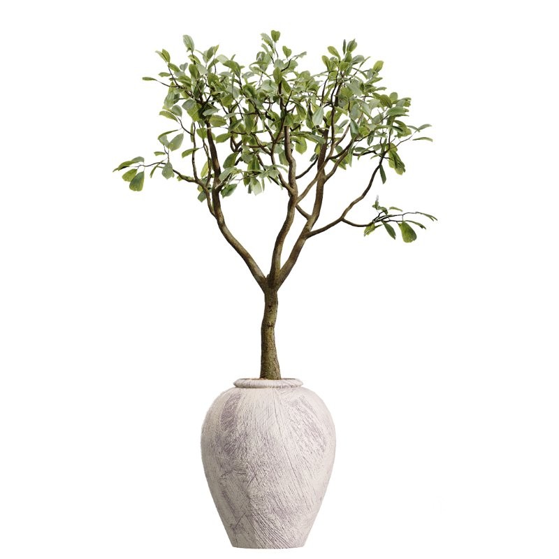 AV Indoor Plants Set 432 Calathea Dragon Palm Ficus Olive Image 3