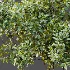 AV Plant Bush Bilberry Vaccinium Myrtillus - Thumbnail 10