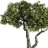 Tree Set42 - Thumbnail 2