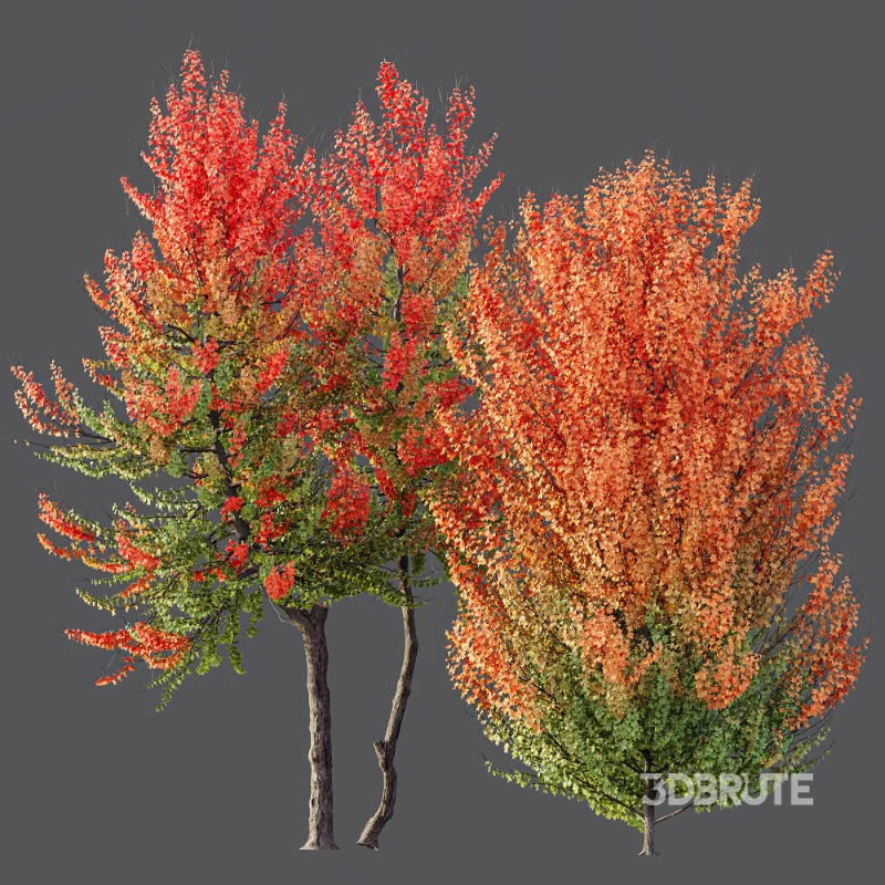 AV Acer X freemanii Freeman Maple Sapindaceae Image 4